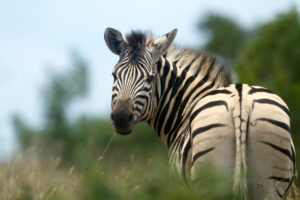 the Plains or Burchell's Zebra of South Africa