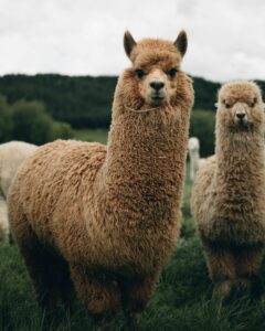  Llamas (Lama Glama) are domesticated South American camelid mainly kept as pets in New Zealand