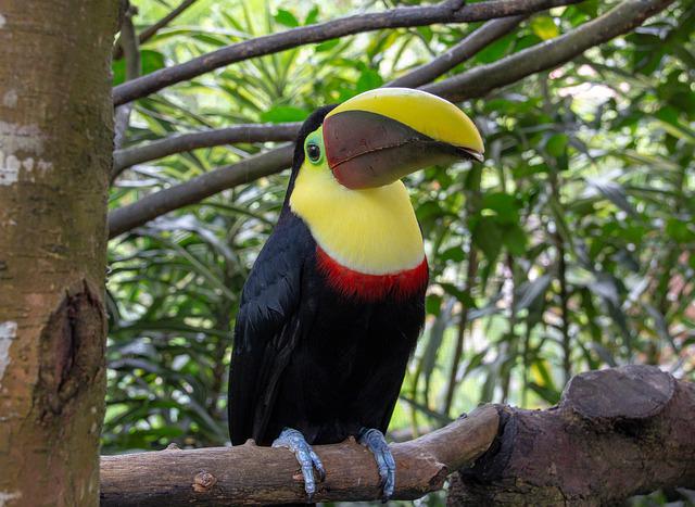 Toucan bird species of Costa Rica 