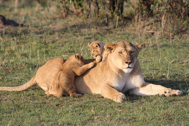 Lions with cubs in Masai Mara National Reserve, Kenya