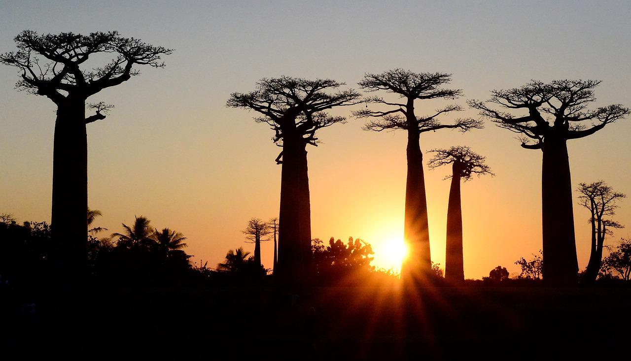 Baobabs Tree, Madagascar
