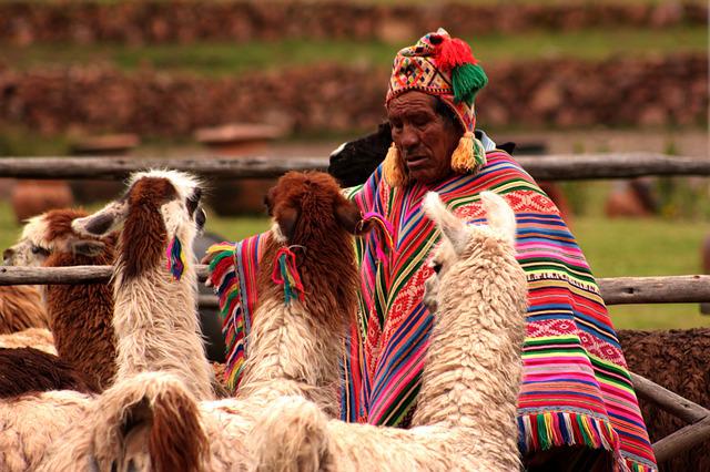 A tribal Peruvian man wearing the traditional dress alongwith domestic animal Llamas