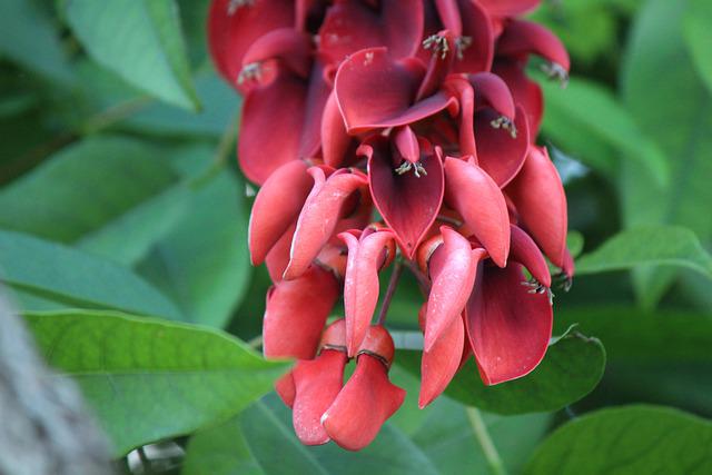 Erythrina crista-galli, often known as the cockspur coral tree is native to Uruguay