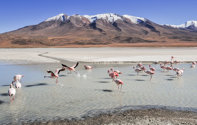 Bolivia is home to six species of flamingos