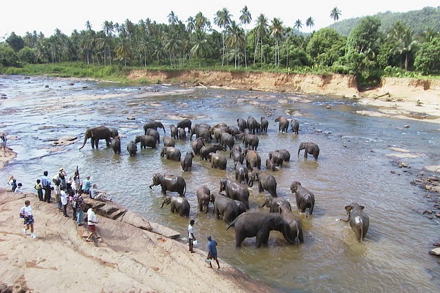 A herd of Asian Elephant in Sri Lanka 