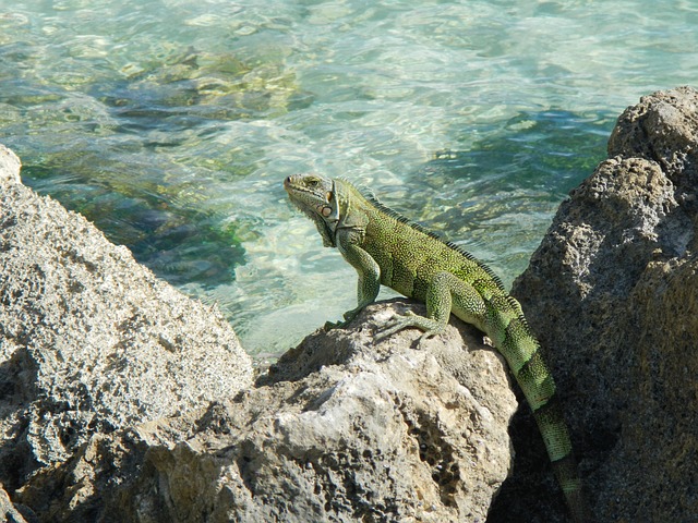 Iguana, Guadeloupe, Image by dorotheepaulus from Pixabay