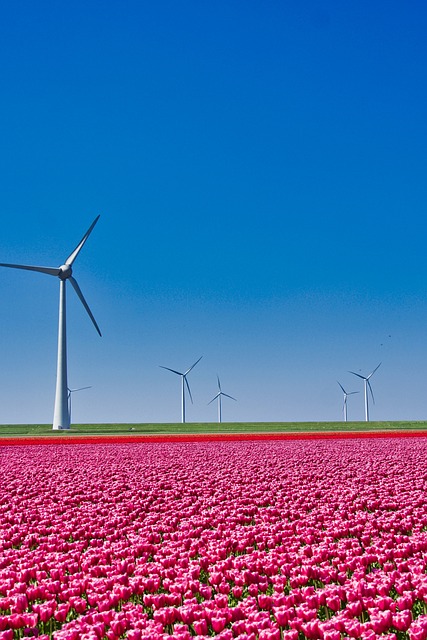 Windmills & Tulips field in Netherlands - Image by Siggy Nowak from Pixabay