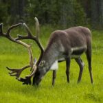 A Reindeer grazing in Laplad, North Finland