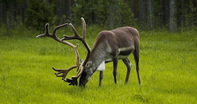 A Reindeer grazing in Laplad, North Finland