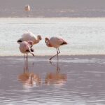 Flamingos in Bolivia