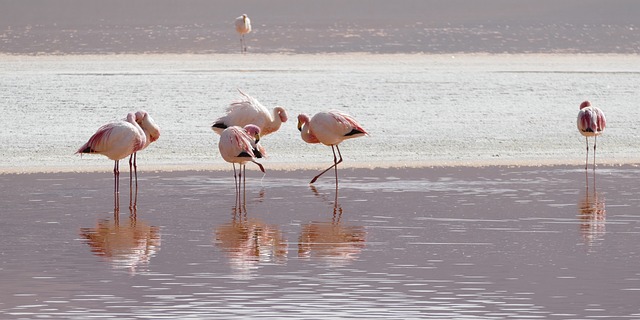 Flamingos in Bolivia 