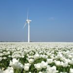 Tulips and Windmill in Netherlands