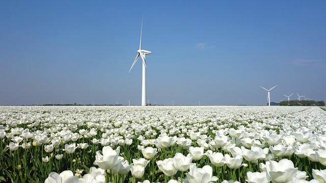 Tulips and Windmill in Netherlands