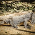 Komodo Dragon of Indonesia - image from Pixabay