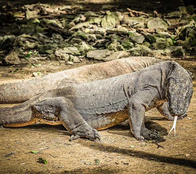 Komodo Dragon of Indonesia 