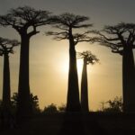 Baobabs Tree, Madagascar- Image by shell300 from Pixabay