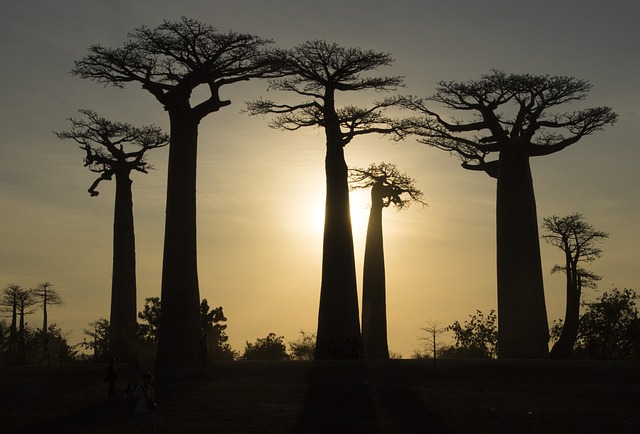 Baobabs Tree of Madagascar 