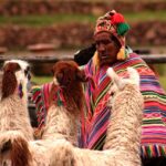 A tribal Peruvian man wearing the traditional dress alongwith domestic animal Llamas