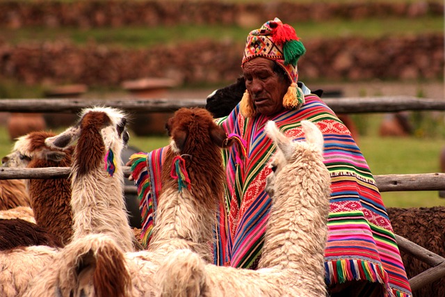 A tribal Peruvian man wearing the traditional dress alongwith domestic animal Llamas 