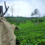 Tea Plantation in Sri Lanka - Image by guciuksg from Pixabay