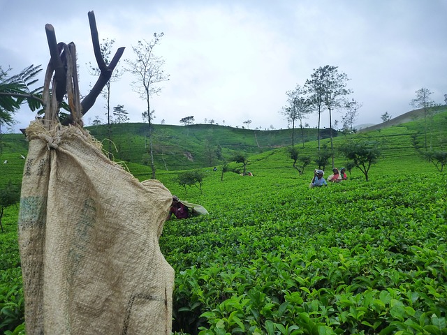 Tea Plantation in Sri Lanka 