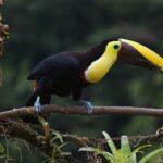 Toucans of Costa Rica