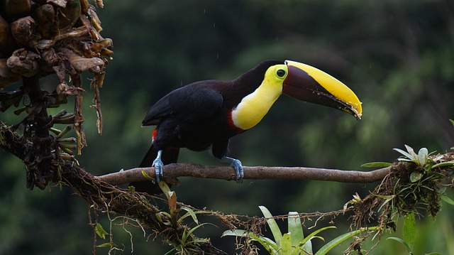 Toucans of Costa Rica 