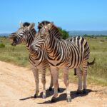 burchell's zebra of south africa - Image by Adriana gois from Pixabay