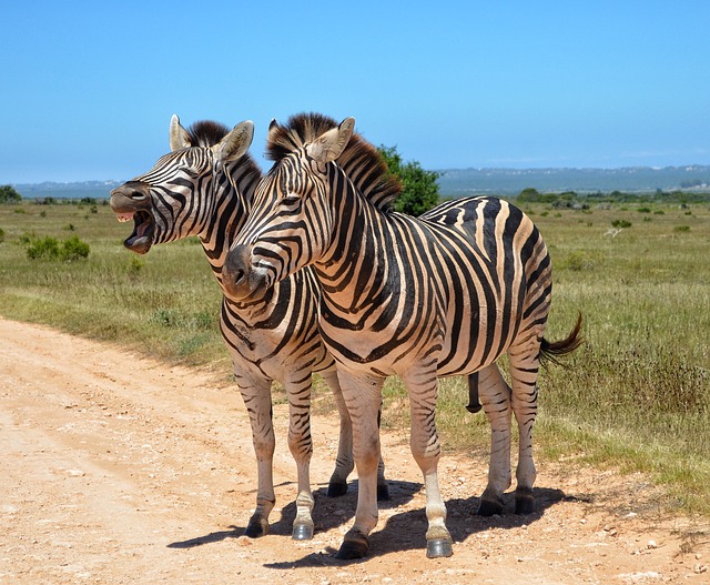 burchell's zebra of south africa