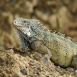 Iguana found in Guadeloupe