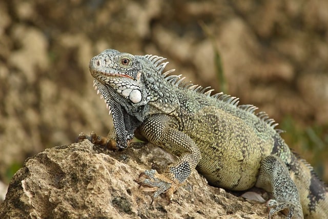 Iguana found in Guadeloupe